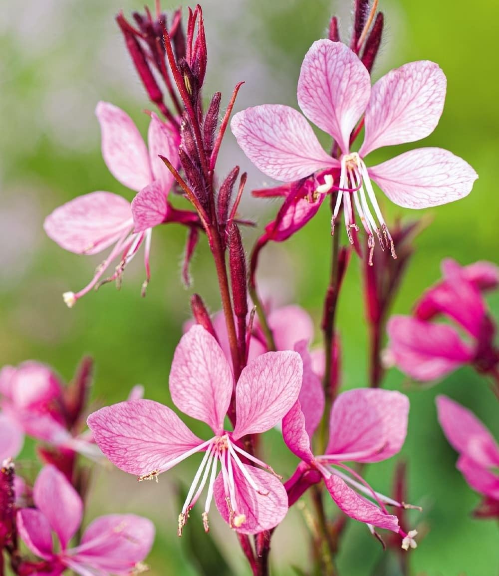 BALDUR Garten 2x Prachtkerze - Gaura 'Pink', Pflanzen im 9x9 cm-Topf, winterharte Trendstaude, Blüten in Schmetterlingsoptik, pflegeleicht, ideal für Beet & Kübel, bienenfreundlich, mehrjährig