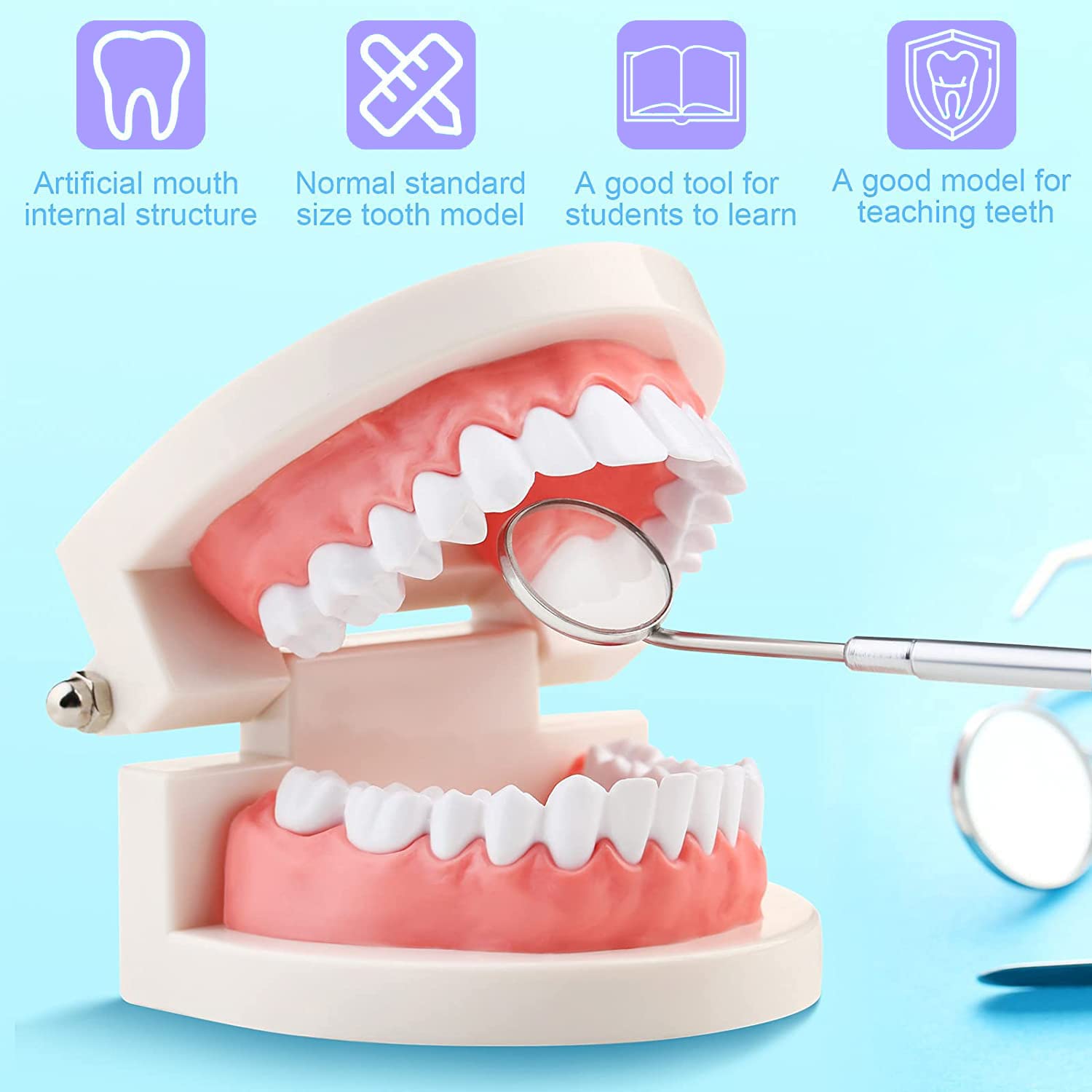 Modelo Dental de Demostración Estándar PVC para Adultos Niños Enseñanza Dental Cuidado Bucal con 2 Cepillo de Dientes