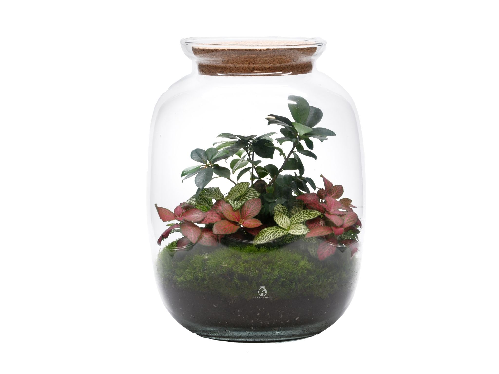 Large Terrarium with Bonsai & Live Plants (H: 32cm) – Ready Made Glass Terrarium for Home or Office, Closed Indoor Plant Garden in Handmade Glass Jar with Cork Lid, Self-Sustaining Live Ecosystem