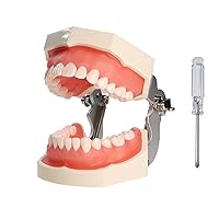Vista 4 de Typodont Teeth Model Kilgore NISSIN 200 Type Detachable Removable 28pcs Screw-in Teeth Model with Screwdriver Suitable Teaching Dental Students
