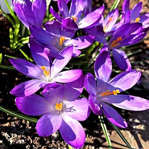 Crocus Ruby Giant Spring Bulbs - Purple Early Flowering