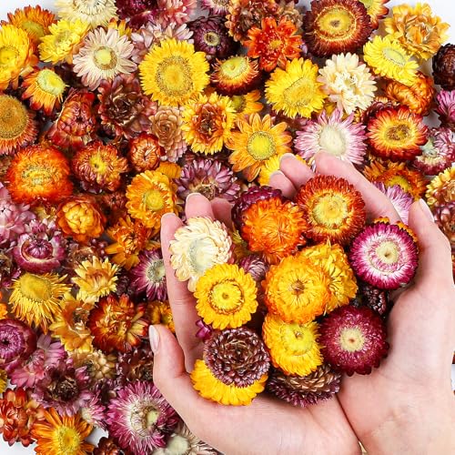 Natural Dried Daisy Flowers Heads Bulk 160~170Pcs...