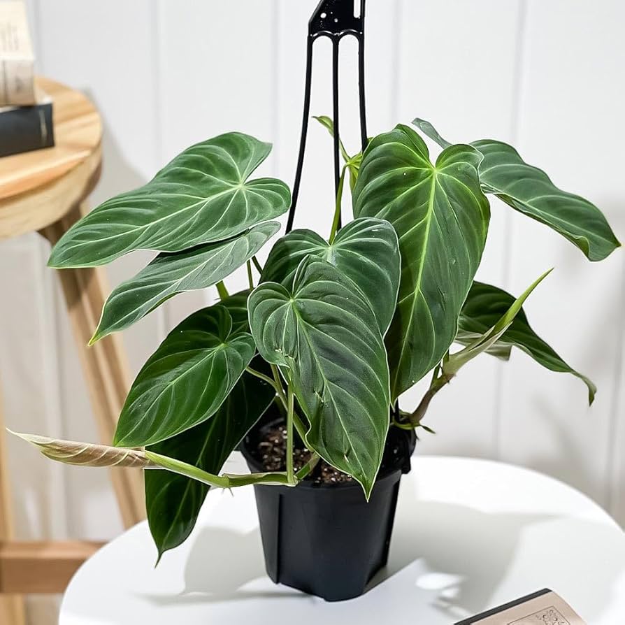 Amazon｜PLANCHU 観葉植物 フィロデンドロン グロリアス 4号吊り鉢