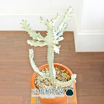 Amazon.co.jp: 【現品】ユーフォルビア・ホワイトゴースト 7号
