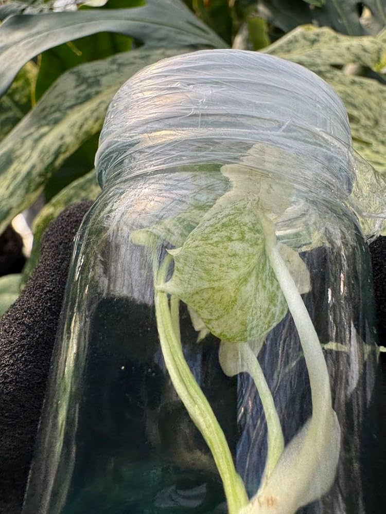 5モンステラ　デリシオーサ　ミント　組織培養苗　順化済 モンステラ デリシオーサ ミント 組織培養苗 順化済み ネコポス