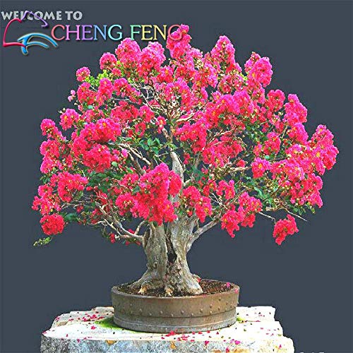HONIC 10 Stück Heirloomsamen Kreppmyrte Bonsai Blumensamen Mini Home Garten Supplies Indoor Blumen Pflanze Baum beobachten Sementes Geschenk: Schwarz - Image 5