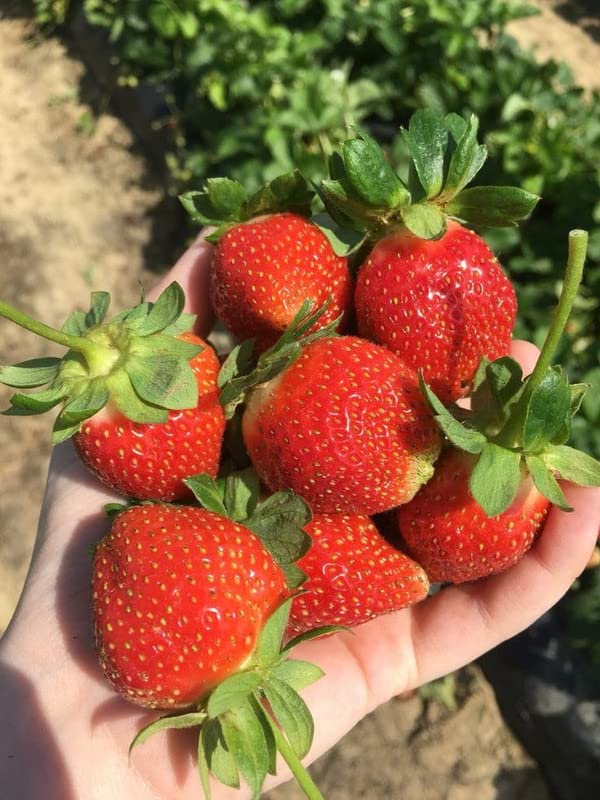 Ritz Farming Pack of 20 seeds Red Climbing Strawberry Seeds Everbearing Fruit Plant Home Garden Sweet and Delicious