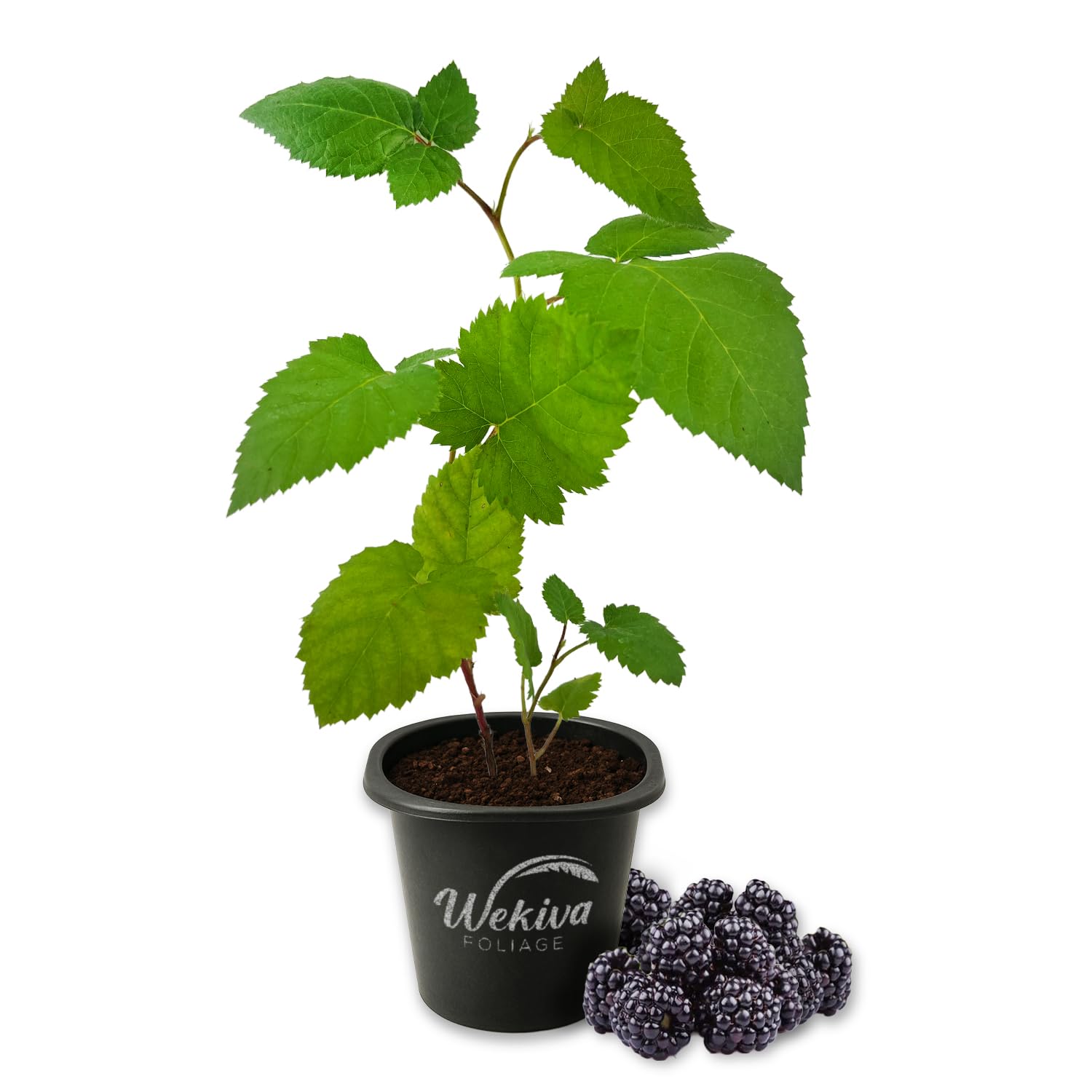 Wekiva Foliage Triple Crown BlackBerry Plant