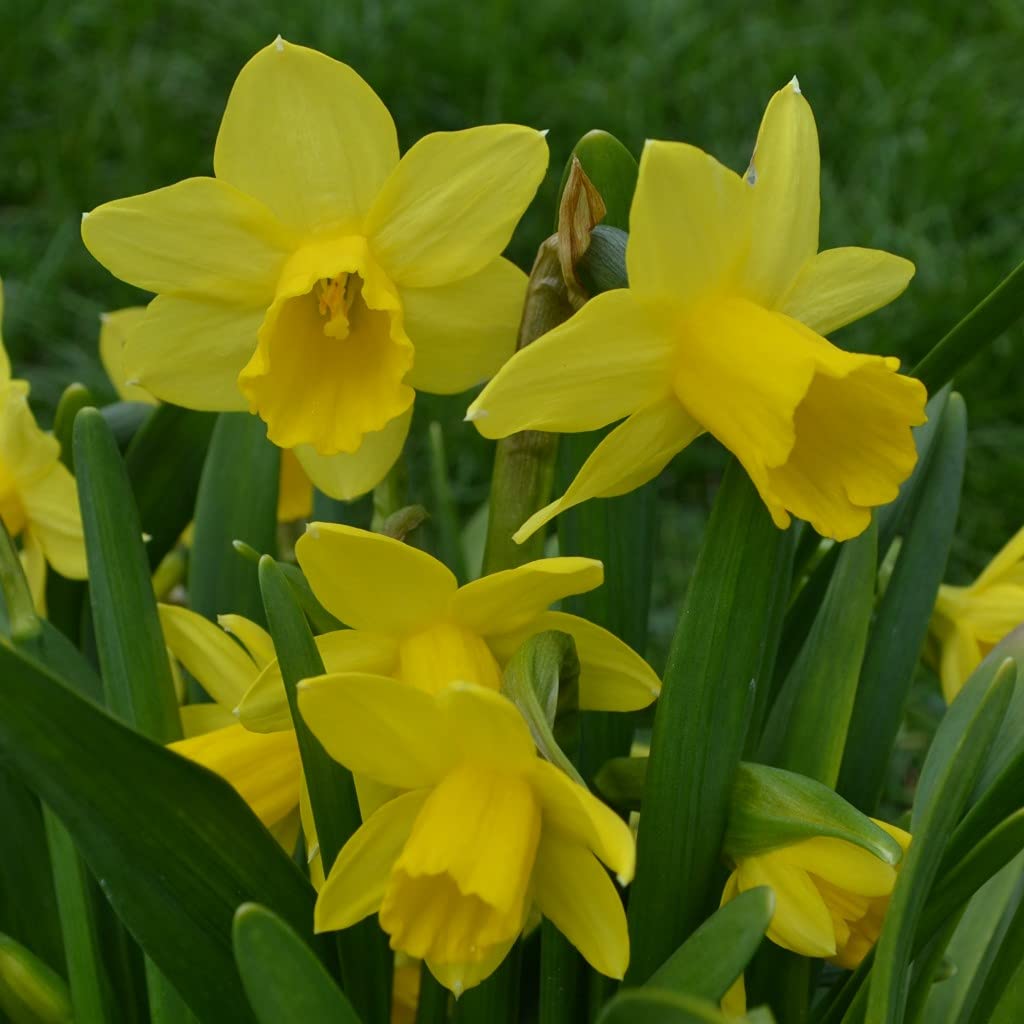 Blumenzwiebeln Narzissenzwiebeln Cyclamineus-Narzissen February Gold (50 Zwiebeln)