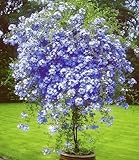 BALDUR Garten 1x Stämmchen Plumbago, Pflanze im...