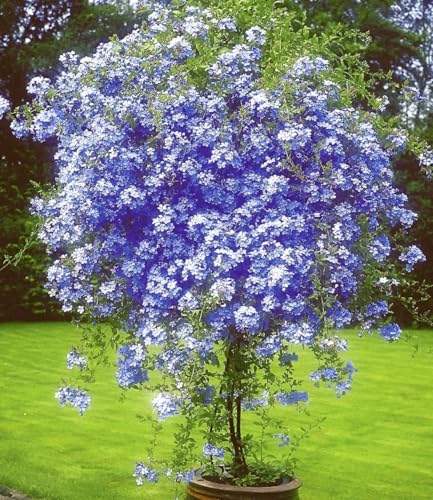 BALDUR Garten 1x Stämmchen Plumbago, Pflanze im 15 cm-Topf, Bleiwurz, Plumbago auriculata, Blütenmeer in Azurblau, Kübelpflanze für Balkon & Terrasse, Blütenfülle über mehrere Monate, pflegeleicht