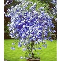 BALDUR Garten 1x Stmmchen Plumbago, Pflanze im 15 cm-Topf, Bleiwurz,  Plumbago auriculata, Bltenmeer in Azurblau, Kbelpflanze fr Balkon &  Terrasse, Bltenflle ber mehrere Monate, pflegeleicht : Amazon.de: Garten