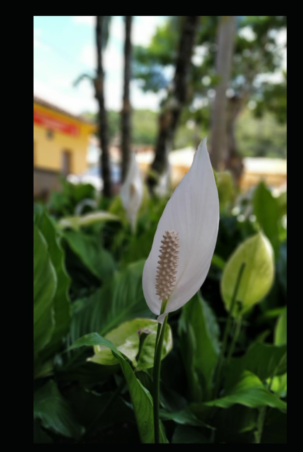 Serenidade: Como construir uma mente tranquila em um mundo agitado