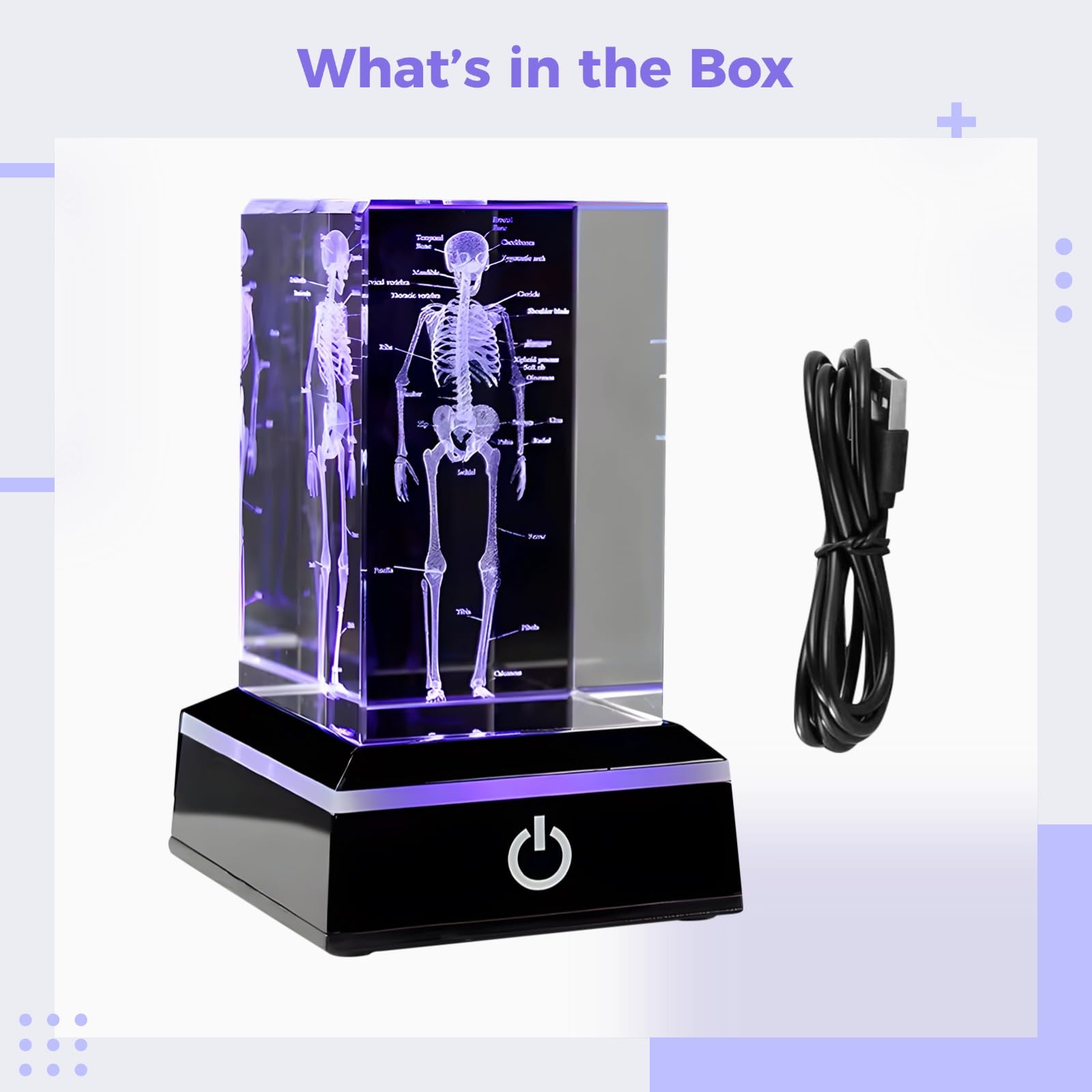 Esqueleto de cristal 3D con luz LED, modelo de anatomía humana, figura de esqueleto de cristal, ideal para graduados de ciencia y medicina