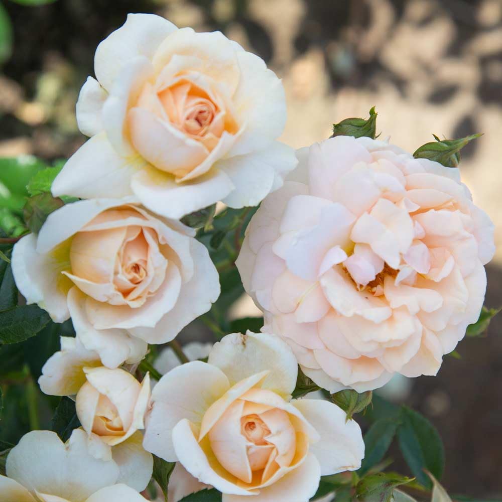 Apricot Roses Orange Roses Apricot Roses Sustainable Rose Gifts