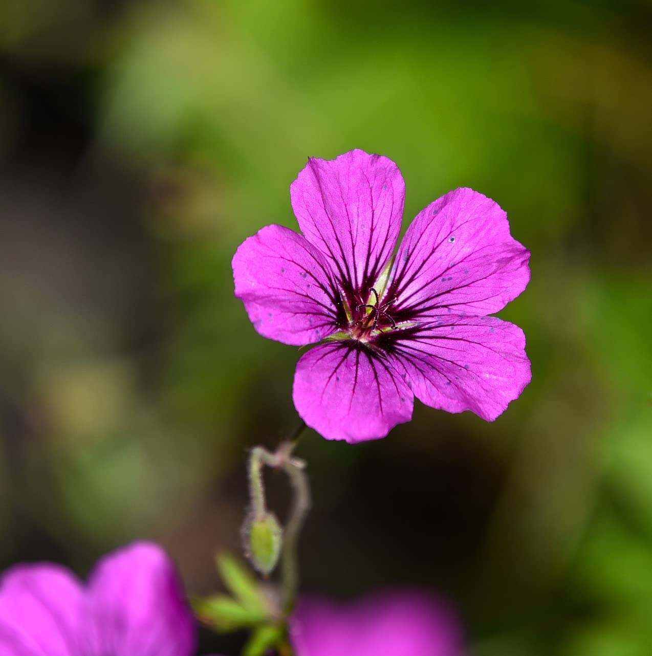 12 unità Geranium Psilostemon 'Bressingham Flair' - Perenne Psilostemon Cranesbill Vaso 9x9cm ±1 m² - Geranio con Fiori Rossi e Foglie Verdi