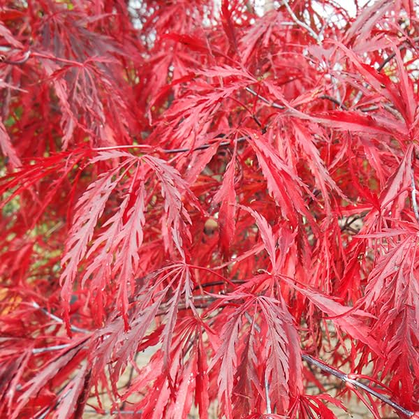 赤枝垂れモミジ　/169 楽天市場】送料無料 庭木・植木：紅しだれモミジ（紅枝垂れ