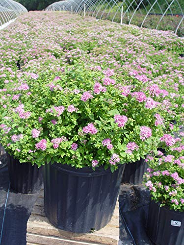 Spiraea Jap. 'Little Princess' (Spirea) Shrub, #3 - Size Container #TOP1