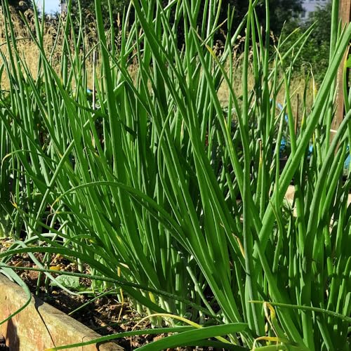 Garlic Chives Seeds for Culinary & Garden Use Mild Garlic Flavour Fresh Herbs All Year Round for Your Kitchen Garden
