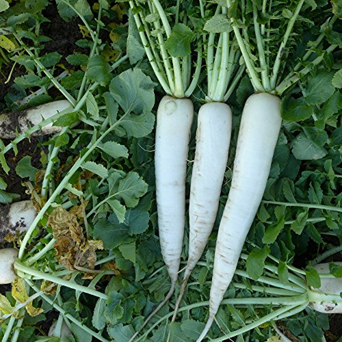 COOL BEANS N SPROUTS - Radish Seeds, Mooli Accord Radish, Radish Seeds, 200 Seeds per Pack , Non-GMO, COOL BEANS N SPROUTS