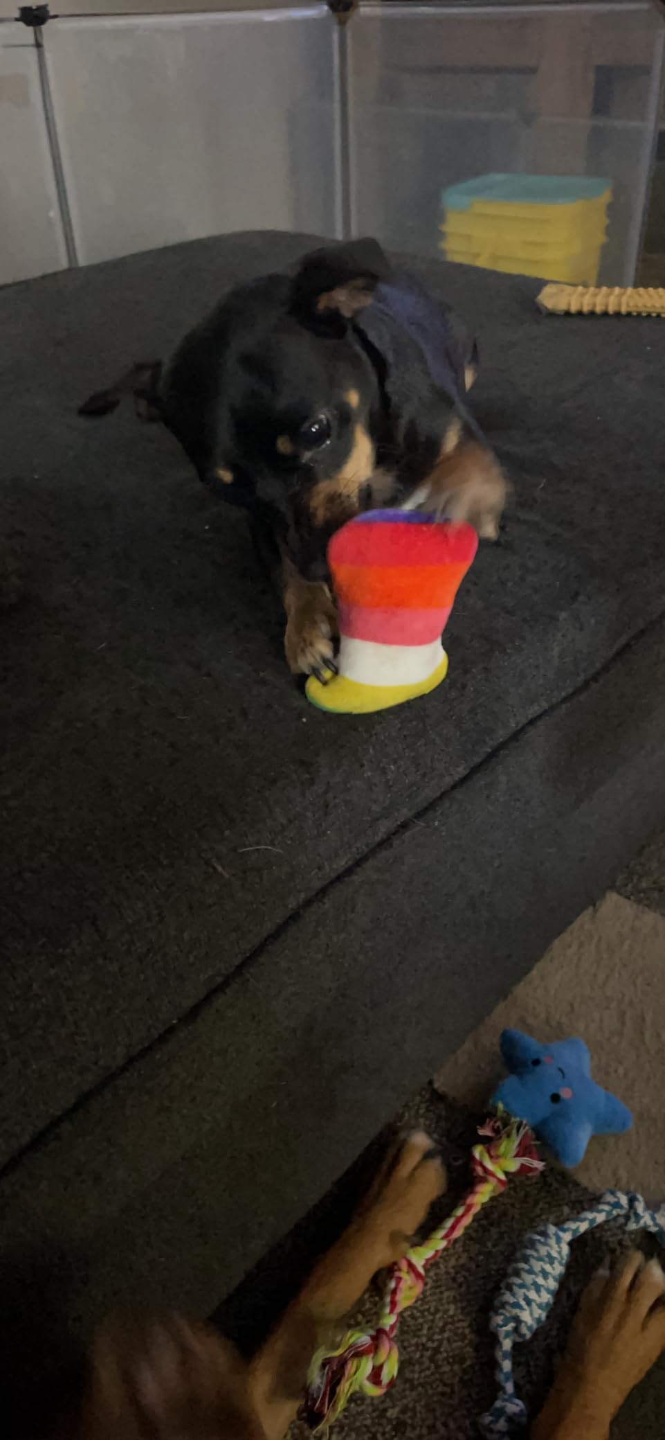 Dog Toys 25 Pack for Fun and Teeth Cleaning, Puppy Chew Toys Pack with Squeak Plush Toy,Squeaky Toy Balls,Tug of War and Rope Toys for Puppy to Small Dogs photo review