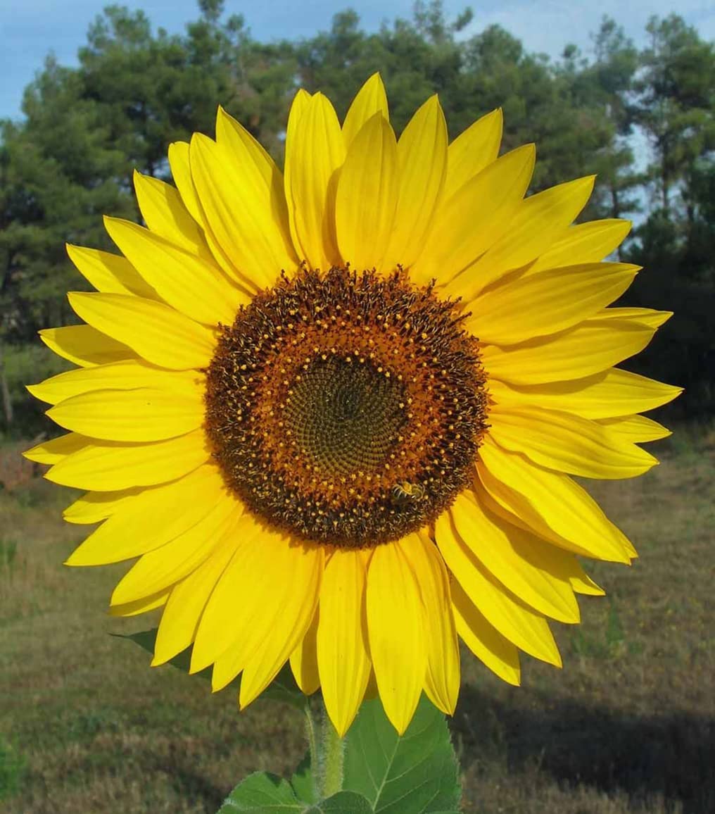 Gigantic Sunflower Seeds - 16' Tall - Helianthus Giganteus - Attracts Bees and Butterflies. It is Perennial and can be Used as a Hedge.