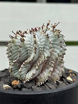 ☆極上品☆　宇田ゼブラ　ホリダ　白衣ホリダ　オベサ　伝市鉢　幅9cm ☆宇田ゼブラホリダ☆白衣ホリダ ホリダ 幅4.9cm オベサ