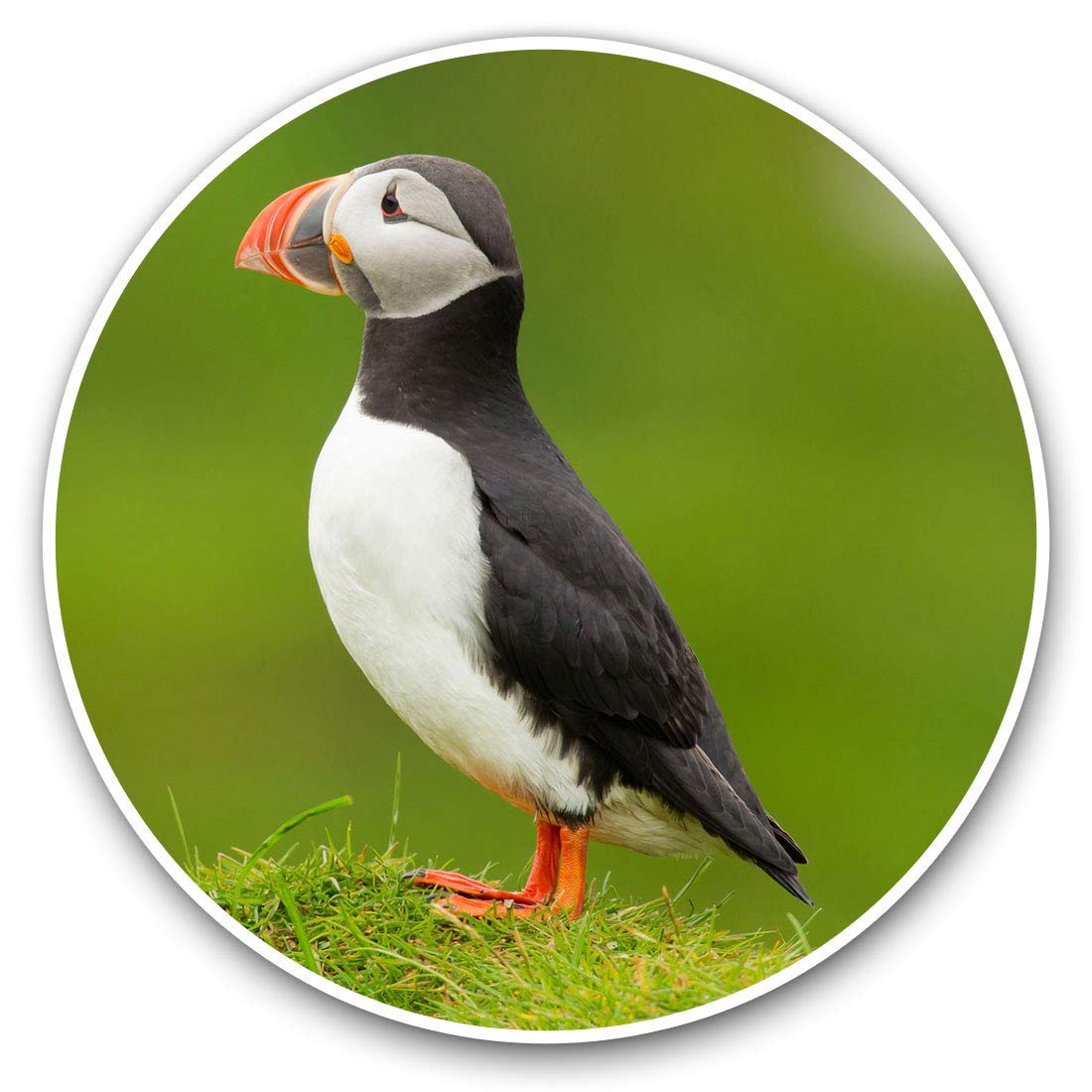 Destination Vinyl Ltd Common Puffin Bird Pair 21383 Vinyl Stickers (Set Of 2) 7.5Cm - Cmon Puffin Bird Pair #21383