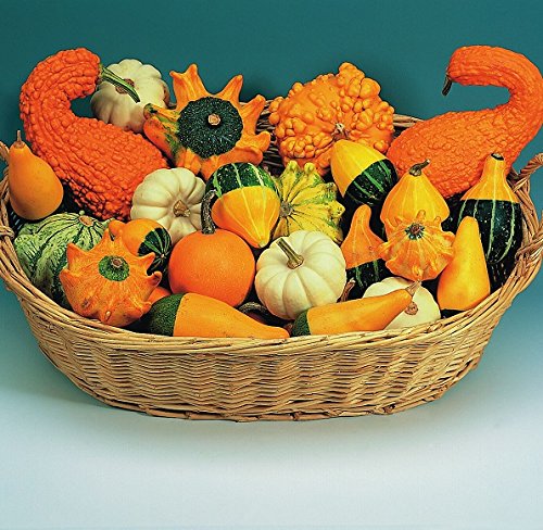 Kings Seeds - Gourd, Ornamental Mixed - 30 Seeds
