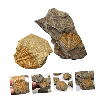 3pcs Paleontology Collection Kit Real Trilobite Ocean Specimens for Boys and Girls Teaching Decor