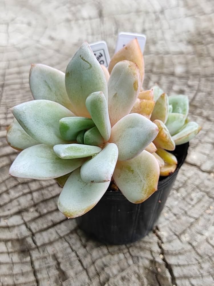 多肉植物エケベリア　ドイツシャンペン 楽天市場】多肉植物 skエケベリア ドイツシャンペン 多肉植物