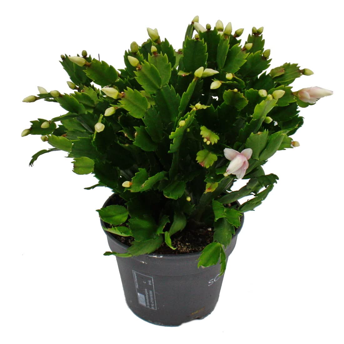 Schlumbergera Large Christmas Cactus XXL 17 cm Pot Approx. 25-35 cm High  White Flowers : Amazon.de: Garden