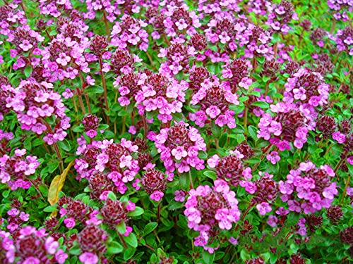 Buy4seeds 4000 Seeds Trailing Thyme Purple Creeping Seeds Thymus Serpyllum Flower Useful for Garden and Outdoor
