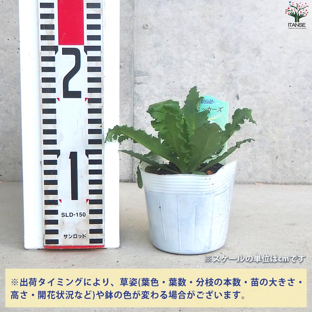 Amazon.co.jp: ITANSE オリエンタルポピー チェッカーズ 3.5号 2