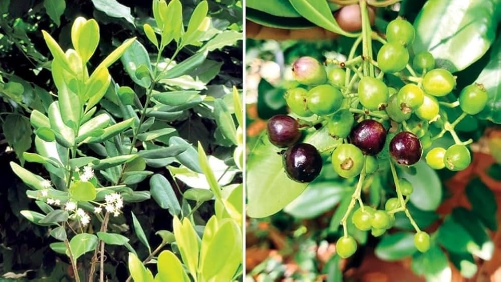FARMERITY - All Spice "Jamaica Pepper" Meat Masala Myrtle Pepper Pimenta Pimento Plant "Rare Variety Plant pack of 1 Healthy Live Plant For Home Garden Plants Tree (B0DC4Q9HGZ) Amazon Price History, Amazon Price Tracker