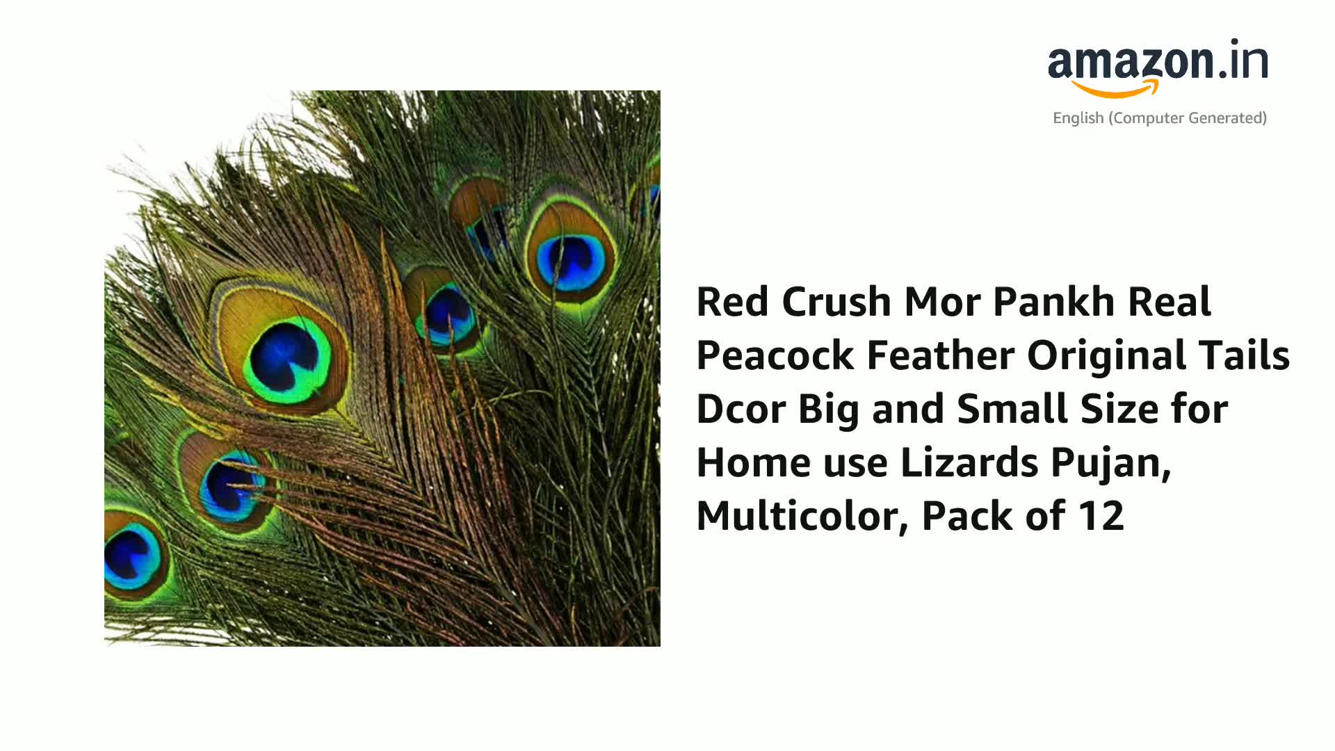 Red Crush Mor Pankh Real Peacock Feather Original Tails Décor Big and Small Size for Home use Lizards Pujan, Multicolor, Pack of 12