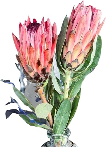 Flor Protea de corte fresco, tallo largo real, 2 unidades, 26 pulgadas, cynaroides para centro de mesa, arreglos florales para decoración del hogar