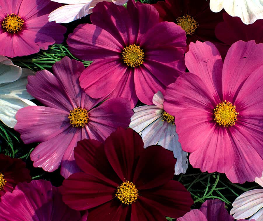 Buy4seeds Flower Cosmos Sensation Mix 200 Flower Seeds Simple to Grow