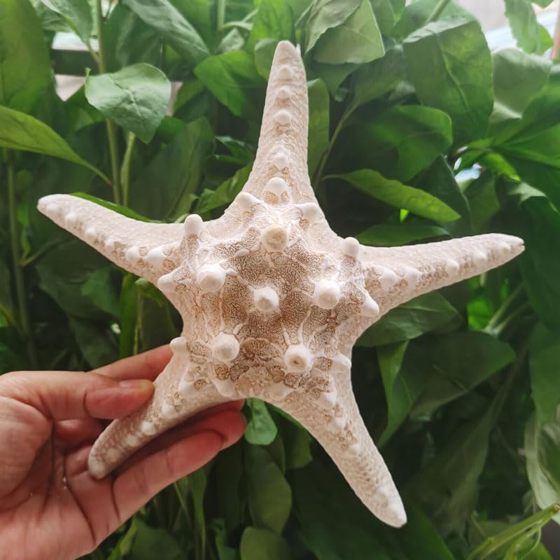 YZHZOM Natural Real Starfish, Starfish Decor, Star Fish Shells Decorations Flat Sea Stars for Beach Crafts, Wedding Ocean Themed Home Accent Decor (1pcs 5-6inch)