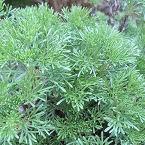 Amazon.co.jp: 苗 - 種・苗: DIY・工具・ガーデン: 花, 野菜