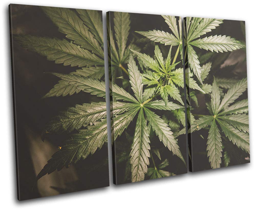 Bold Bloc DesignMarijuana Cannabis Dope Green Hobbies 60x40cm Triptych Canvas Art Print 13-4676(00B)