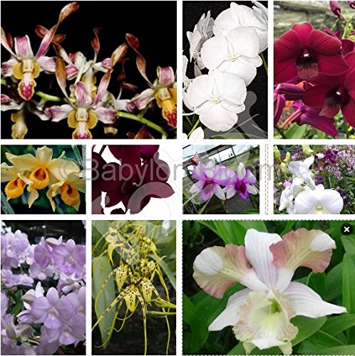 Babylon Blooms 10 ORCHIDS LIVE PLANTS with 10 Orchid Pots and Flower Bulbs (Multicolour)