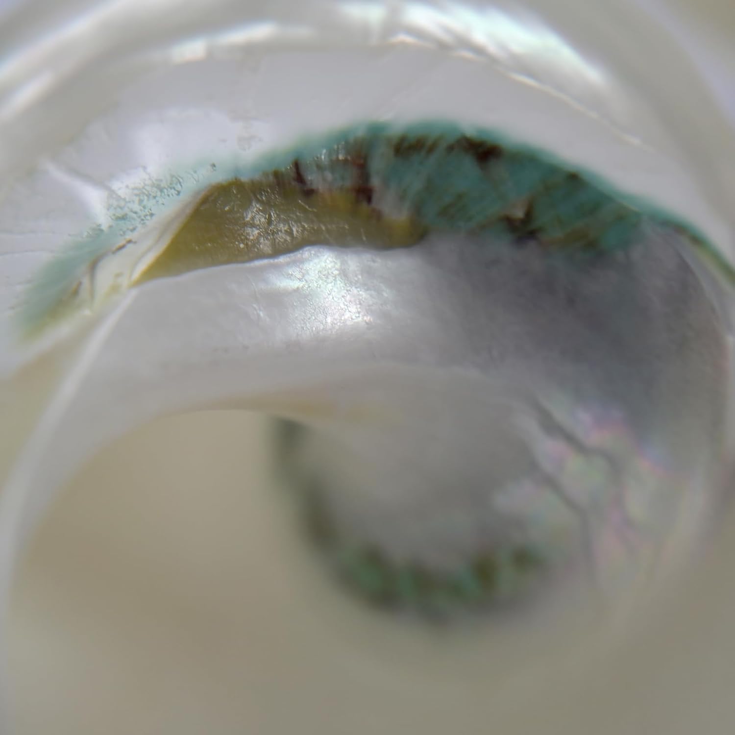 2pcs Shiny Shells, XXL Size Opening 1.9-2.1" Natural Hermit Crab Sea Conch, Turbo Seashells for Hermit Crab Supplies and Beach Decoration, Polished White Jade Turbo Sea Shell, Length 3.5-3.7"