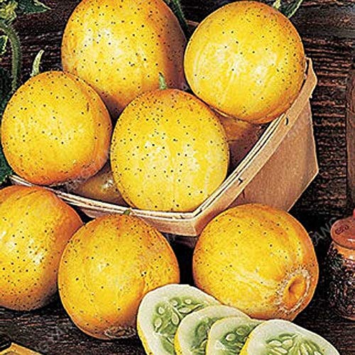 90 Pcs/Pack Stripe Cucumber Mini Fruit Cucumber Succulents Juicy