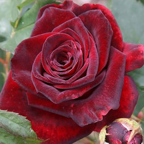 Deep Red Black Climbing Roses Live Plants 7 Months Old,