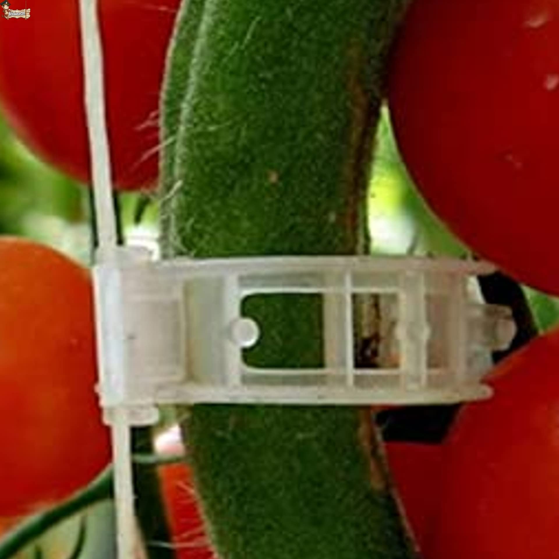 BricoLoco.com Clips Tomates, tomaterne, Piante trepatrici, Guisanti, cetrioli 1.000 pz. Fissaggio, guida, fissaggio, interutore, Atato. Uso con rete o guida. 28 mm (1000)