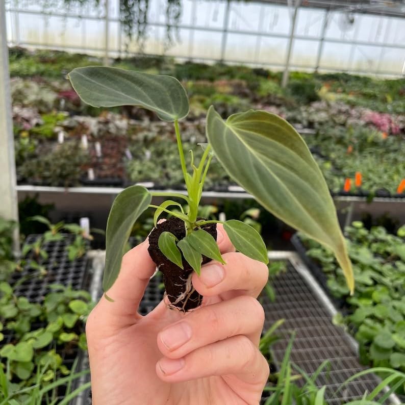 Amazon.com : Philodendron Splendid Starter Plant : Patio, Lawn & Garden