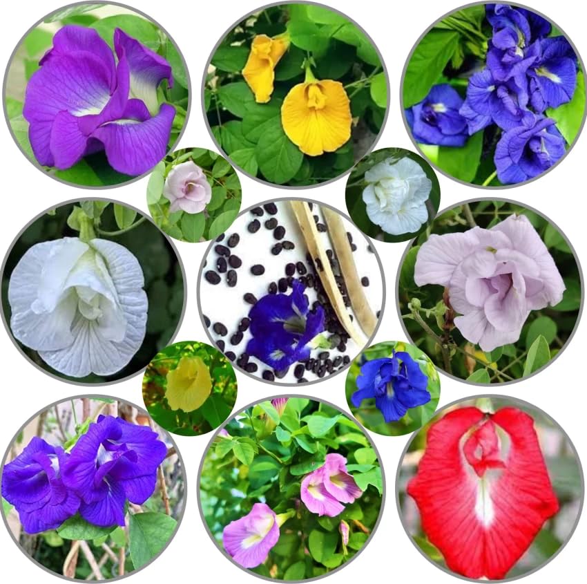 Image of Aparajita Flower Seeds - Multipetal Butterfly Pea All Colours | Garden Plant Seeds (Pack Of 30 Pcs)