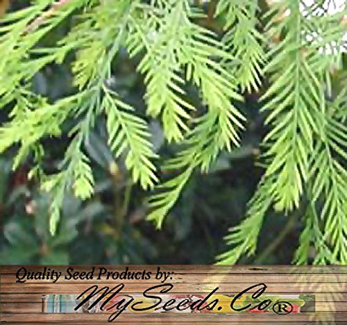 Cipresso Calvo (Taxodium Distichum) - Alveolo Forestale 70-100cm - Vivai Mola Della Badia