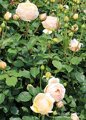 Amazon.co.jp: バラ苗 ジュードジオブスキュア 大苗ER6L専用